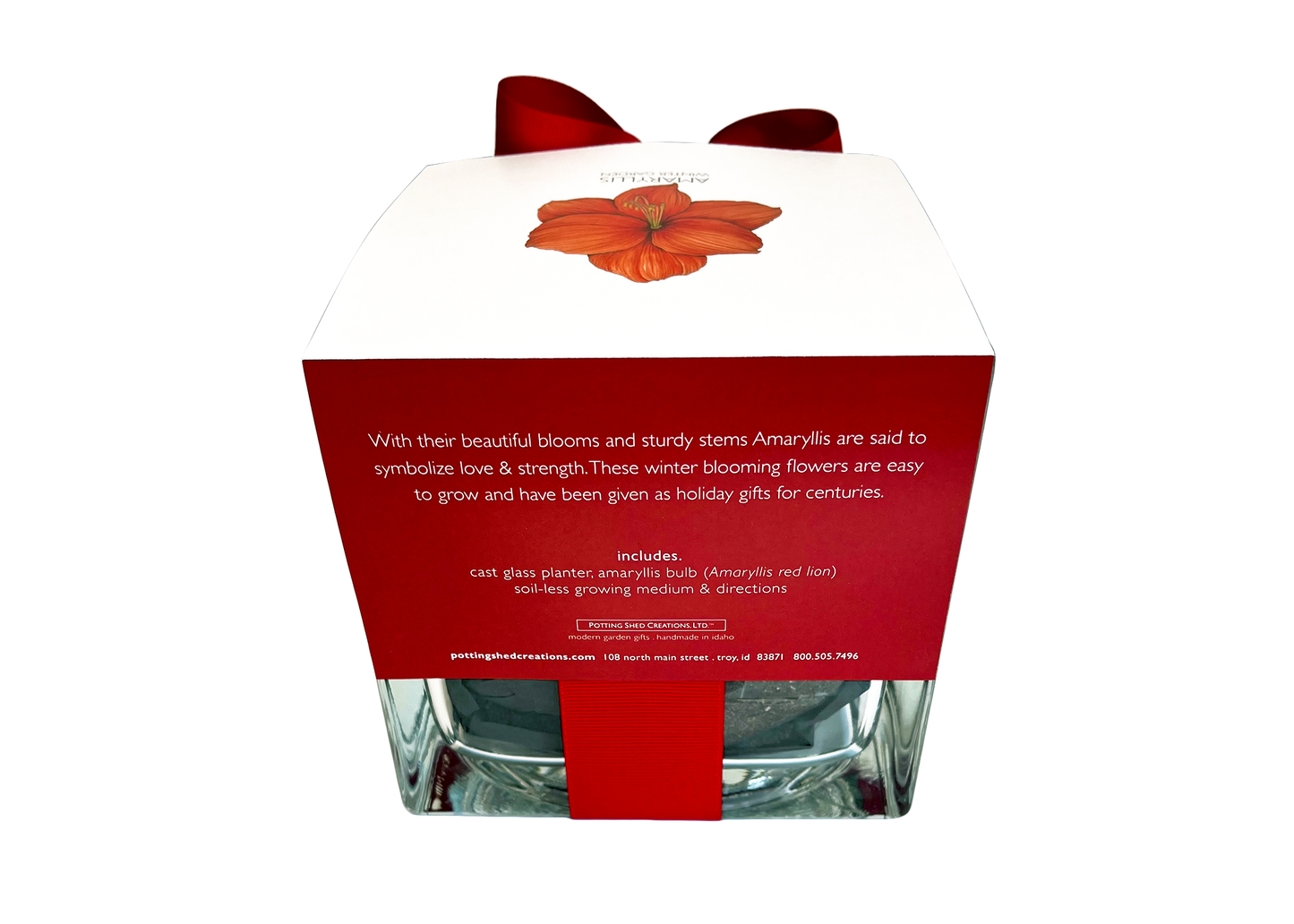Amaryllis Winter Garden *Preorder