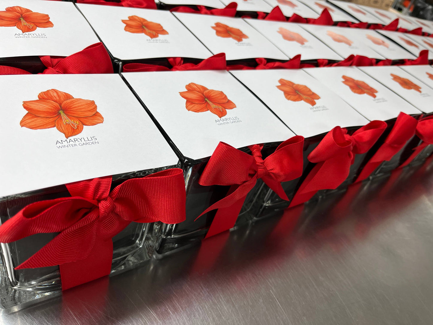 Amaryllis Winter Garden *Preorder