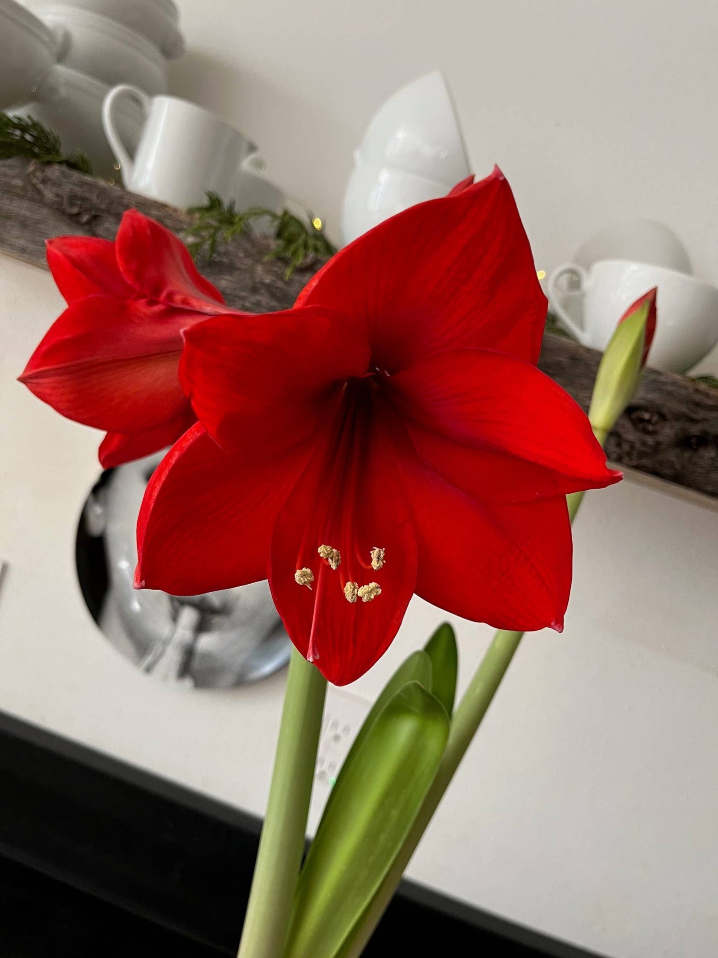 Amaryllis Winter Garden *Preorder