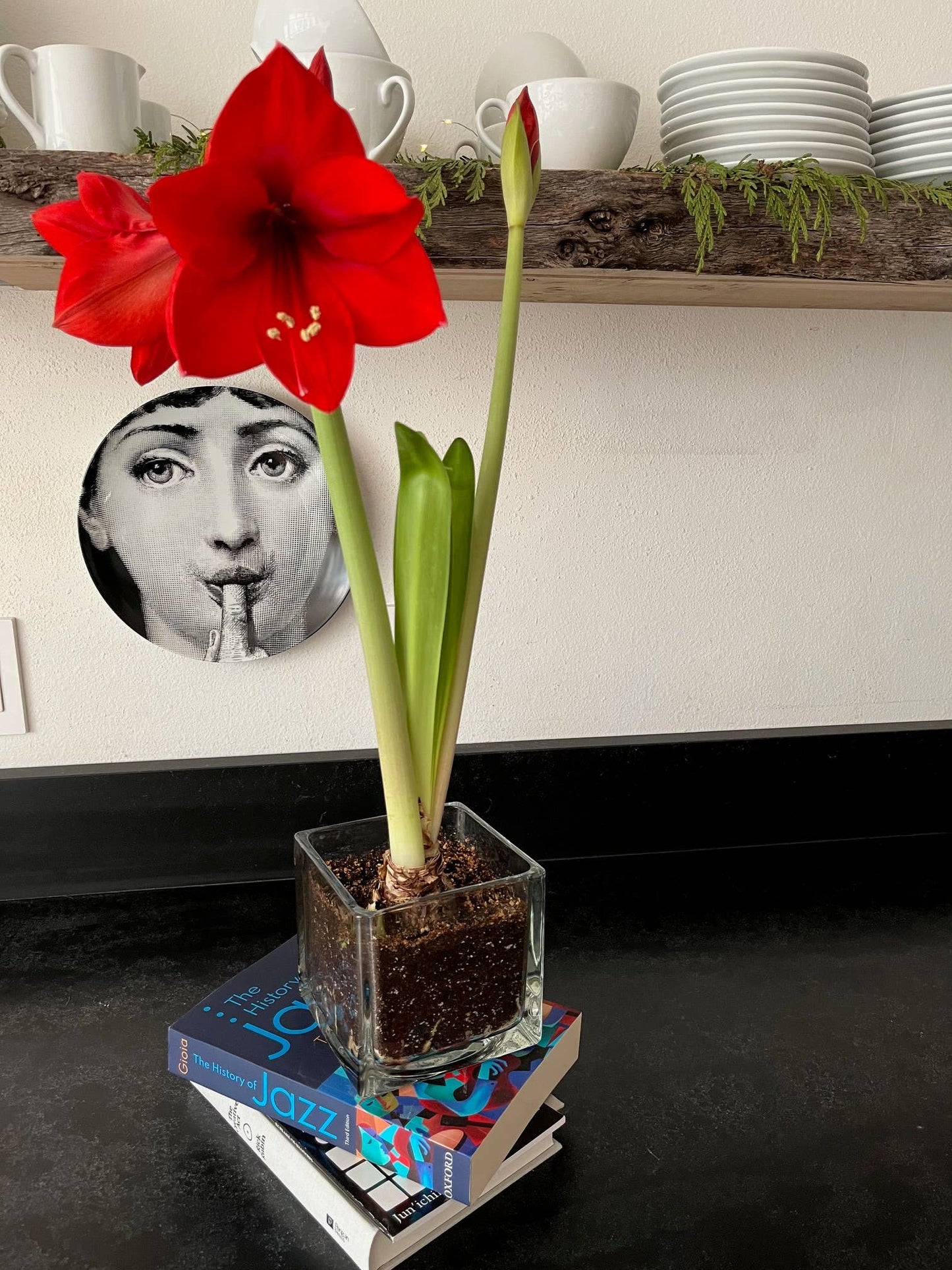 Amaryllis Winter Garden *Preorder