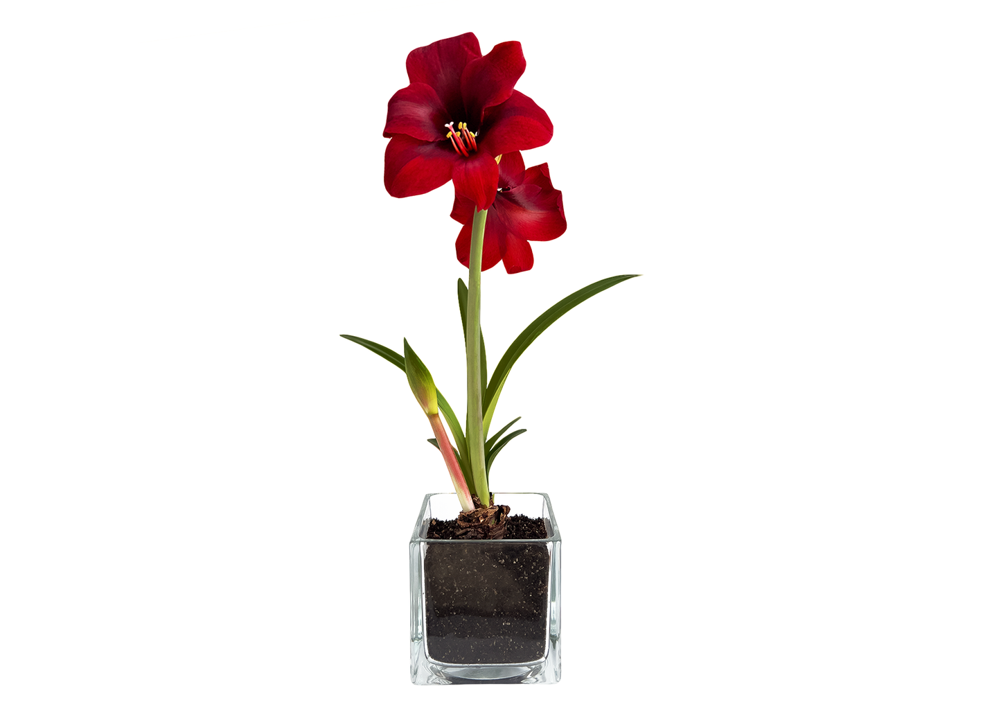 Amaryllis Winter Garden *Preorder