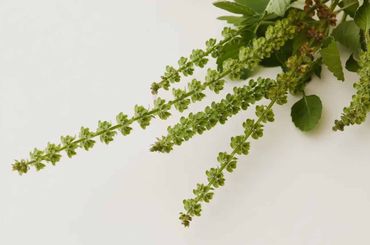 Tulsi Bloom Shampoo