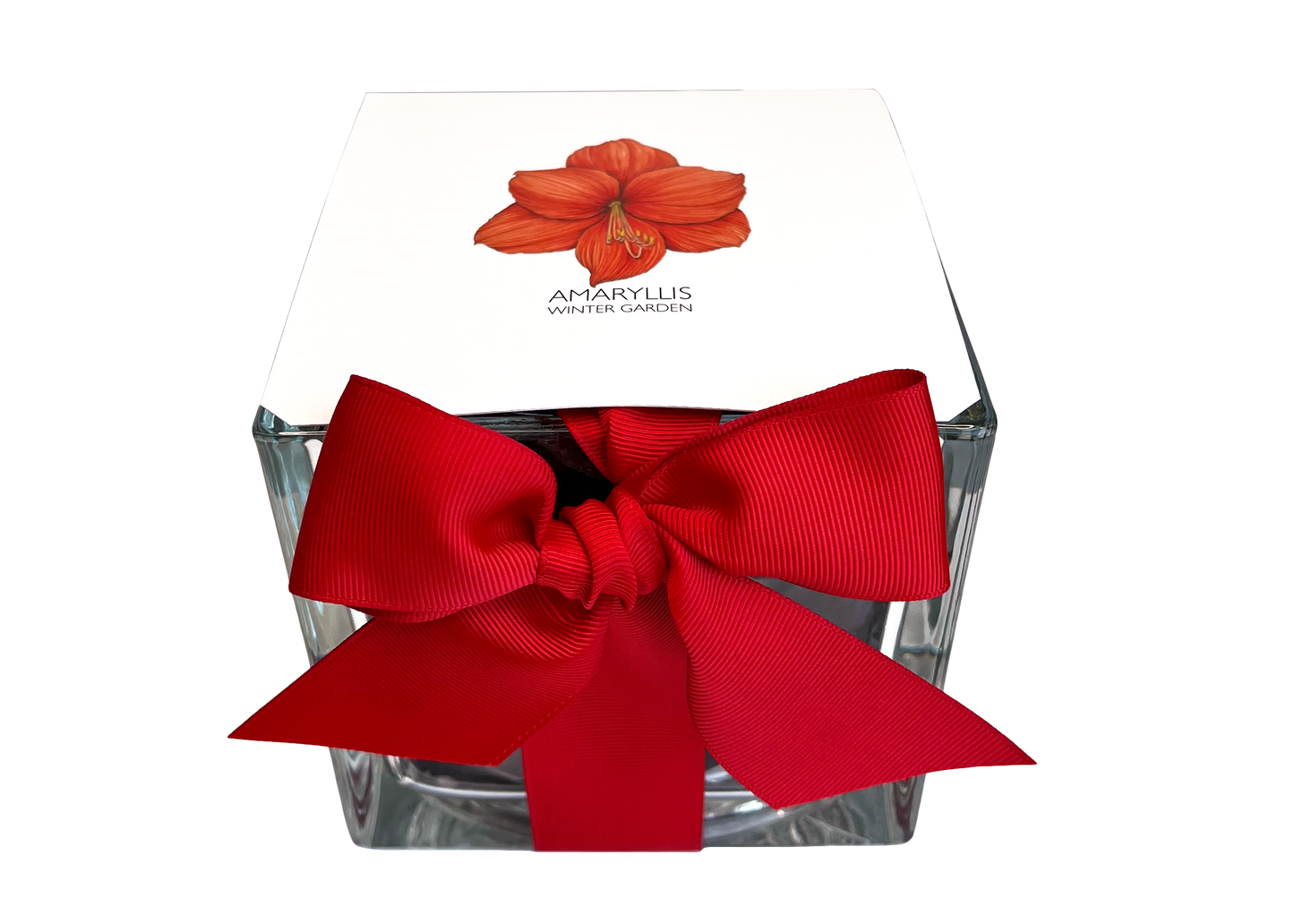 Amaryllis Winter Garden *Preorder