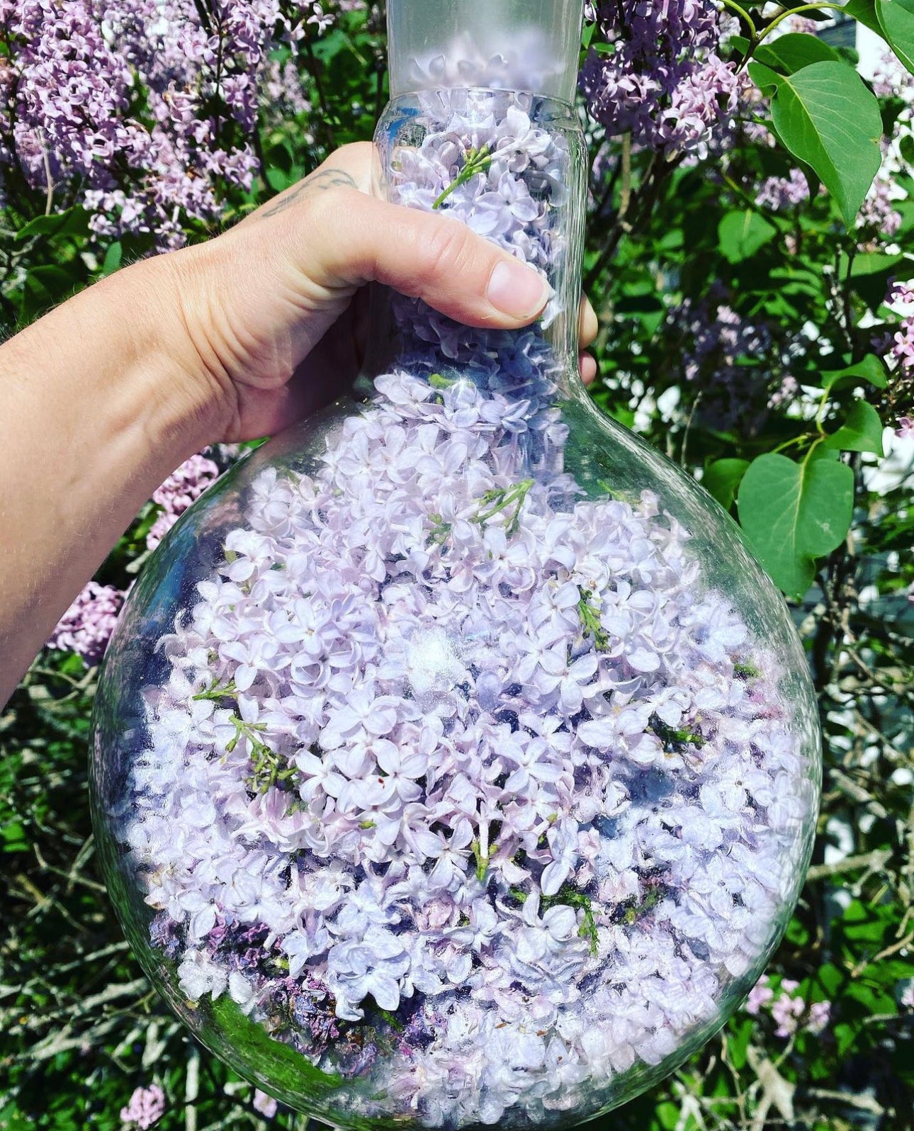 For The Love of Lilacs Serum