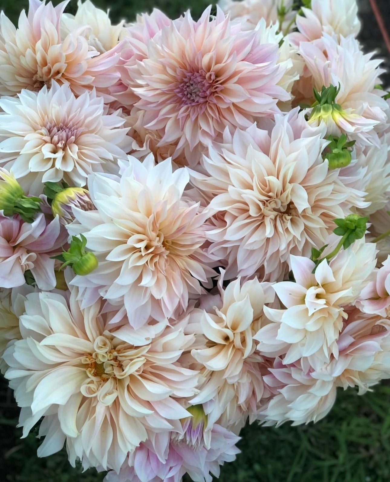 Farm Fresh, Organic Flowers