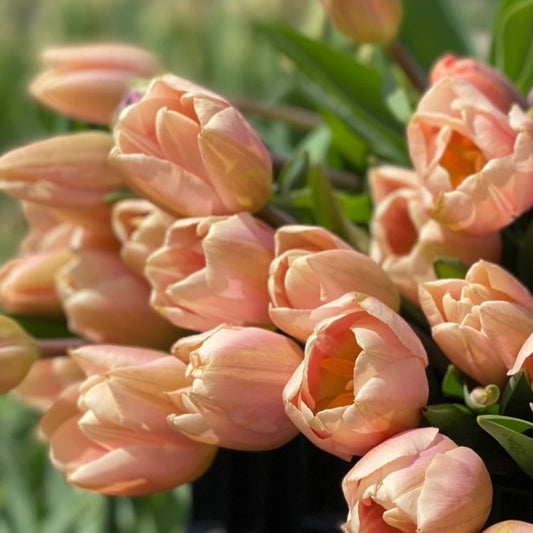 Farm Fresh, Organic Flowers