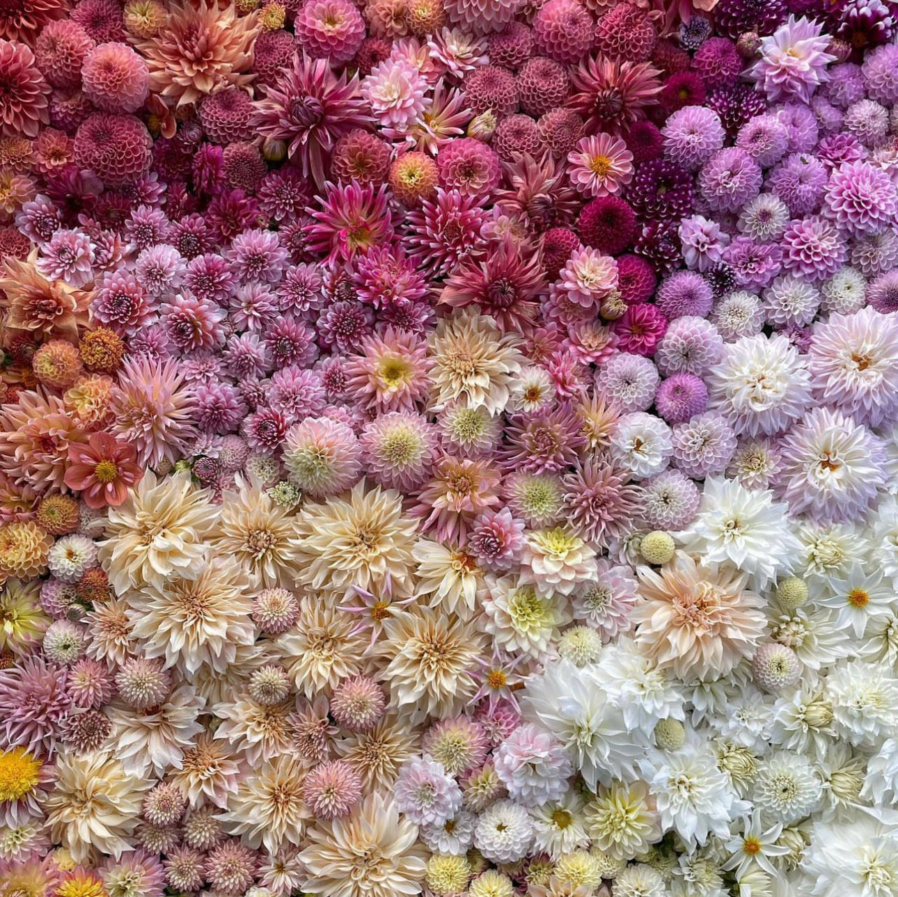 Farm Fresh, Organic Flowers
