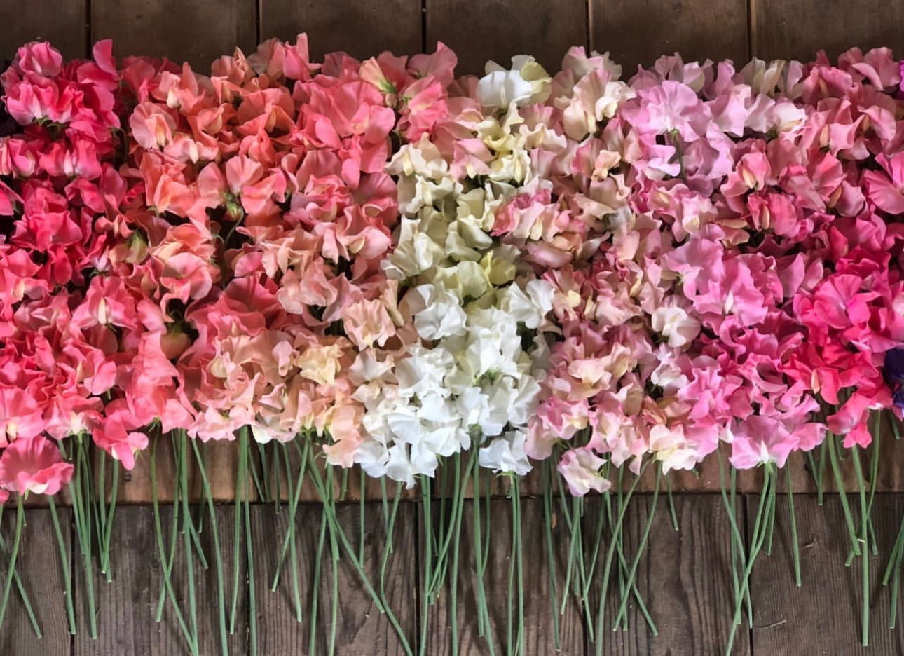 Farm Fresh, Organic Flowers
