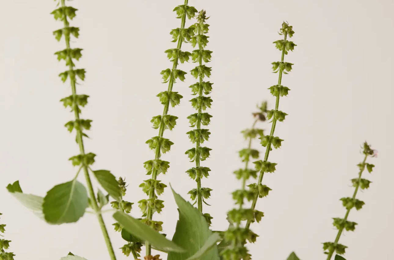 Tulsi Bloom Conditioner
