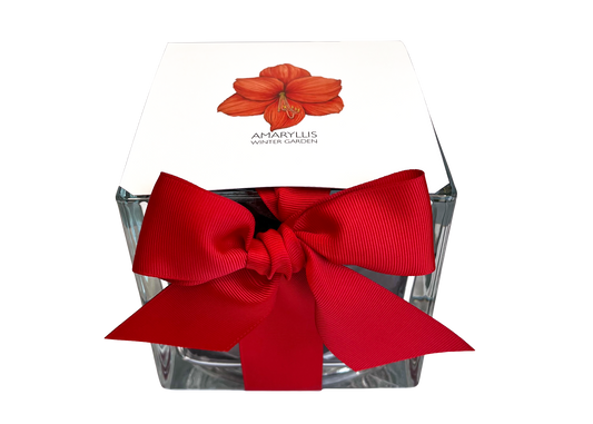 Amaryllis Winter Garden *Preorder
